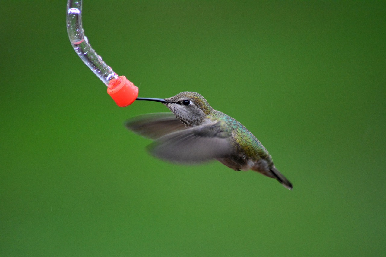 Attracting Hummingbirds: Feeder Placement Strategies
