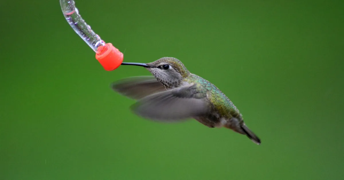 Attracting Hummingbirds