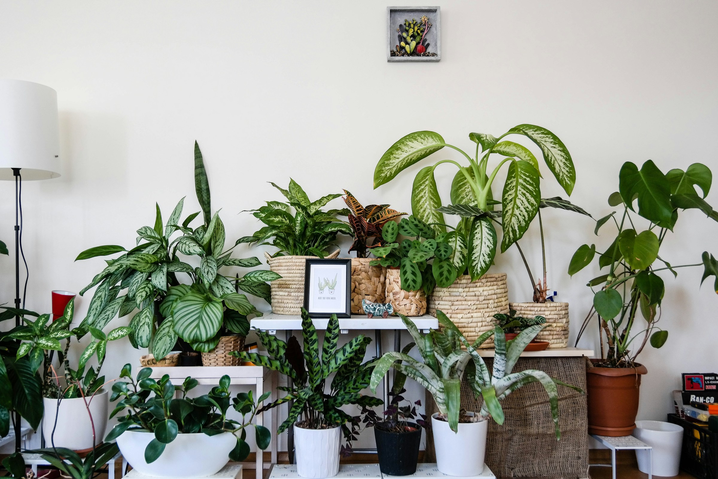 Best Pots for Shade Indoor House Plants