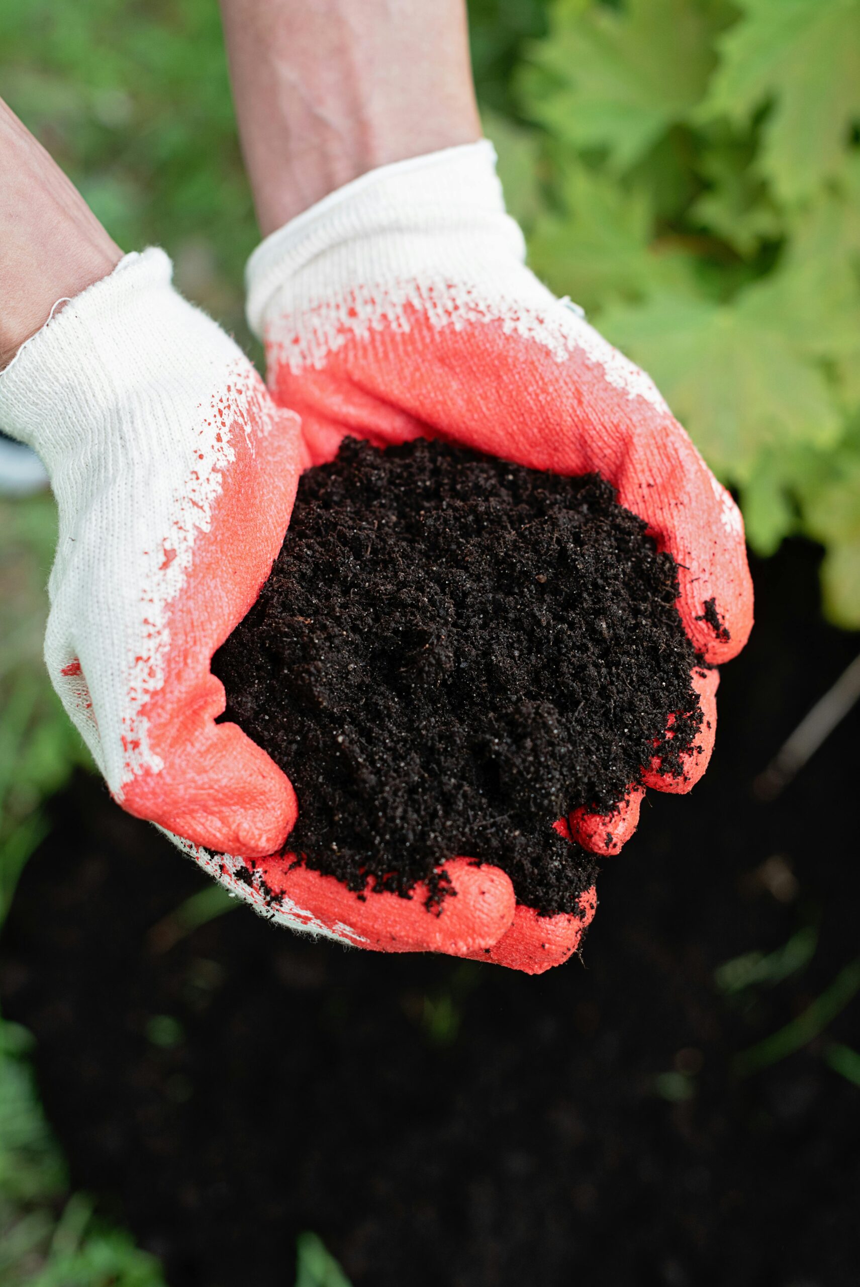 Best Soil Mix for Raised Garden Beds Recipes for Success