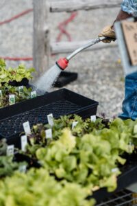 Efficient Watering Tips for Raised Bed Gardens