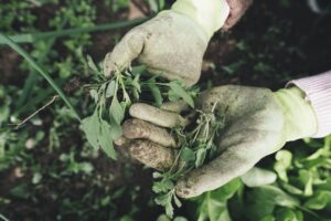 Fewer Weeds with DIY Raised Garden Bed Techniques