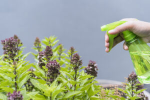 Neem Oil for Soil Infestation
