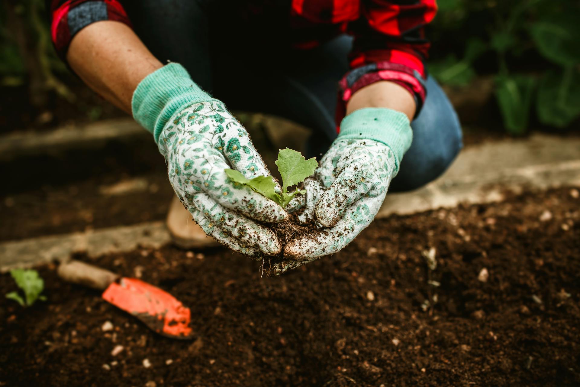 Planting and Growing Vegetables in Your Raised Bed Garden