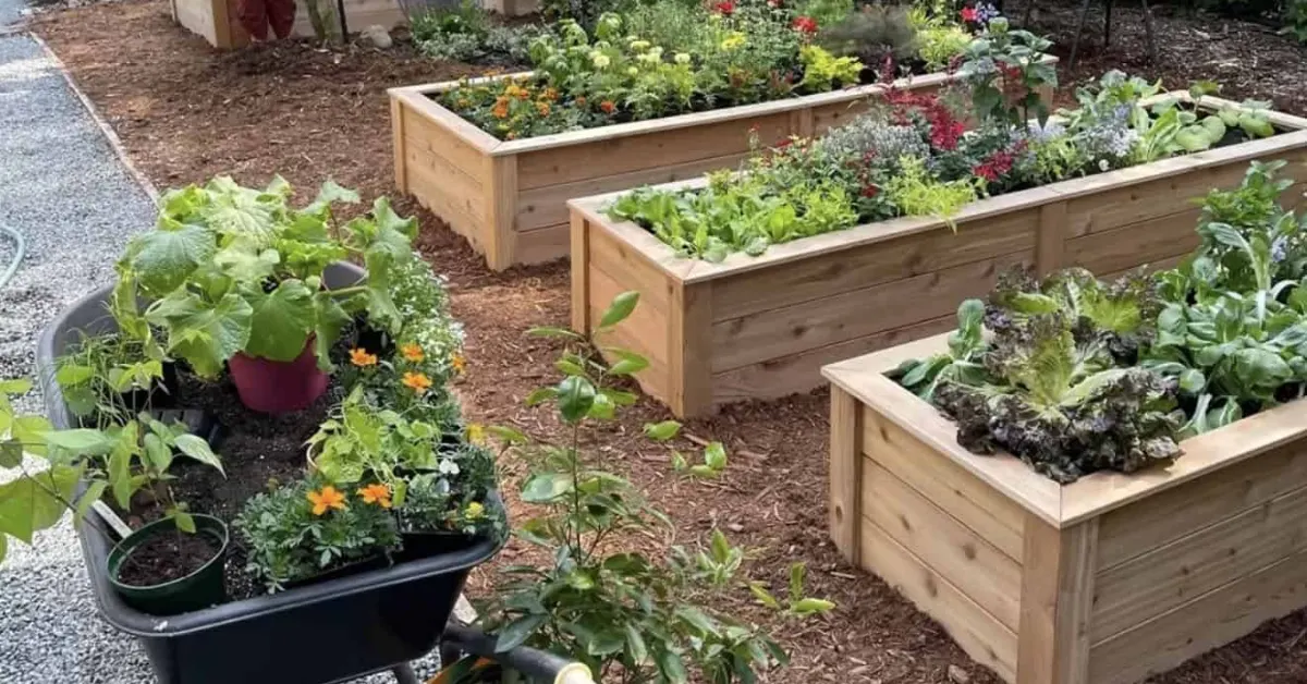 Create Your Dream Garden: The Benefits of Raised Garden Beds