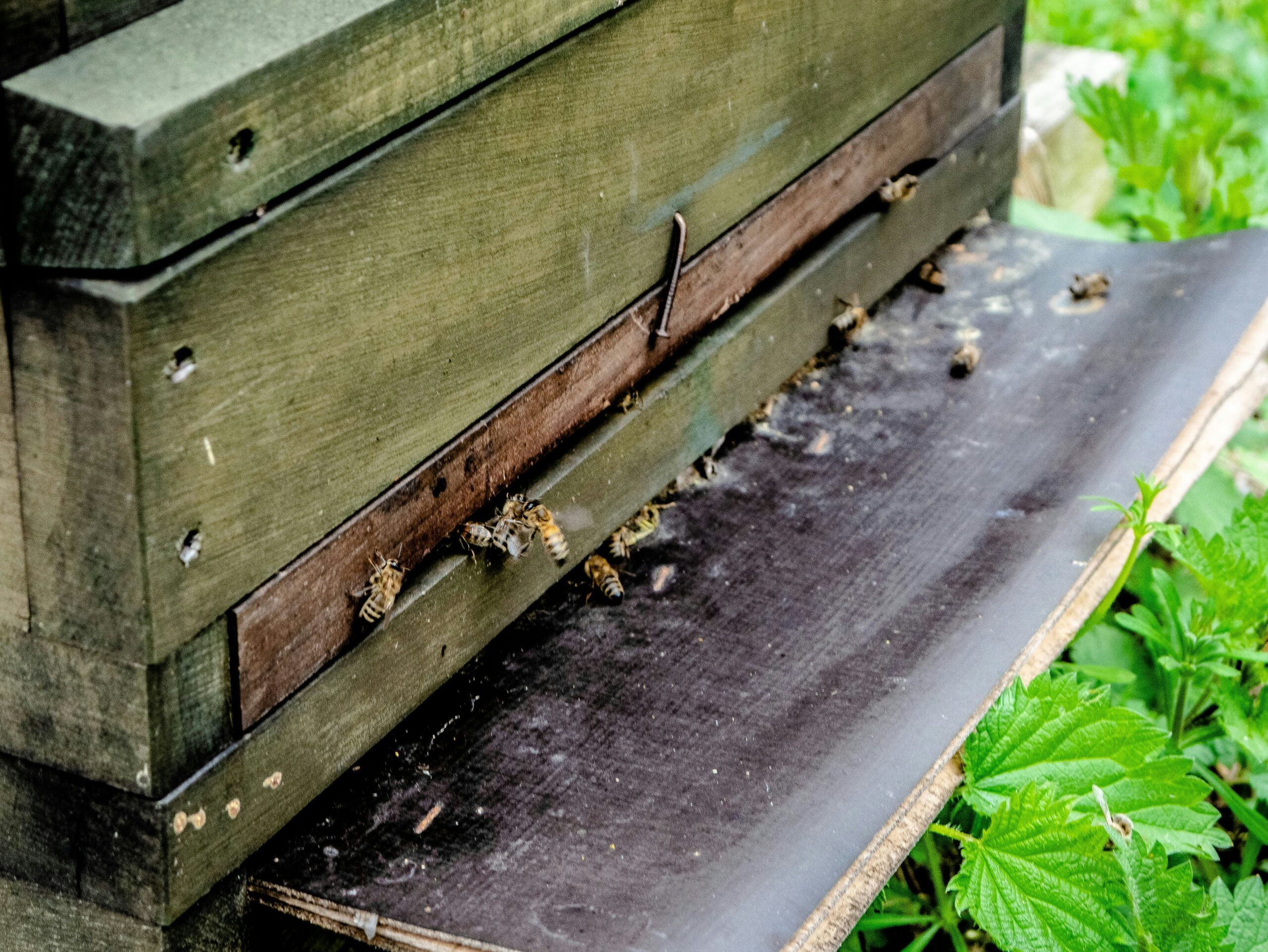 Solving Common Problems in Your Raised Bed Garden