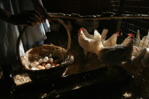 accessible-chicken-coop-nest-boxes-egg-collection