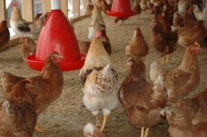 adequate-space-chicken-coop-size-guide.