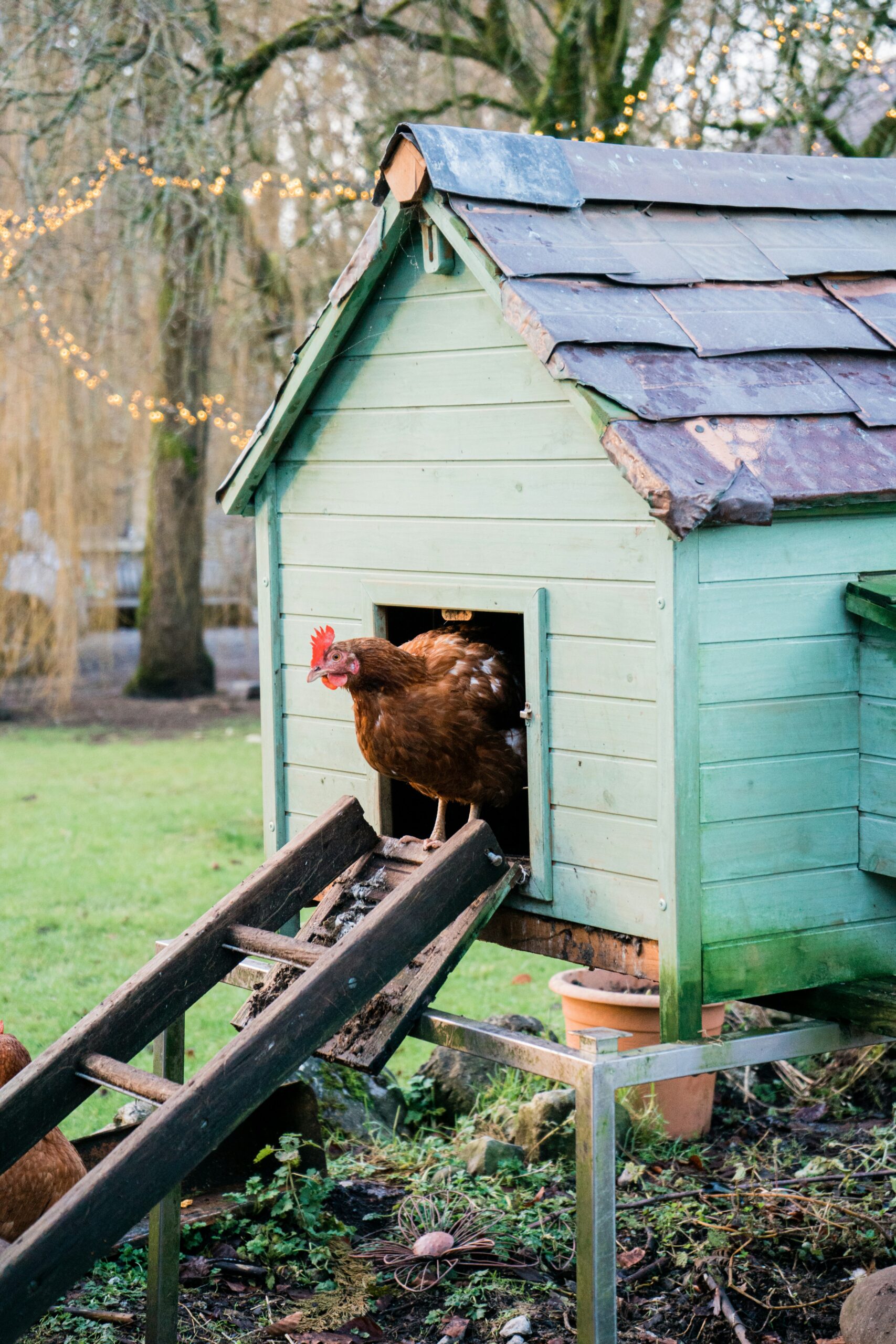 backyard-chicken-coop-introduction-hens
