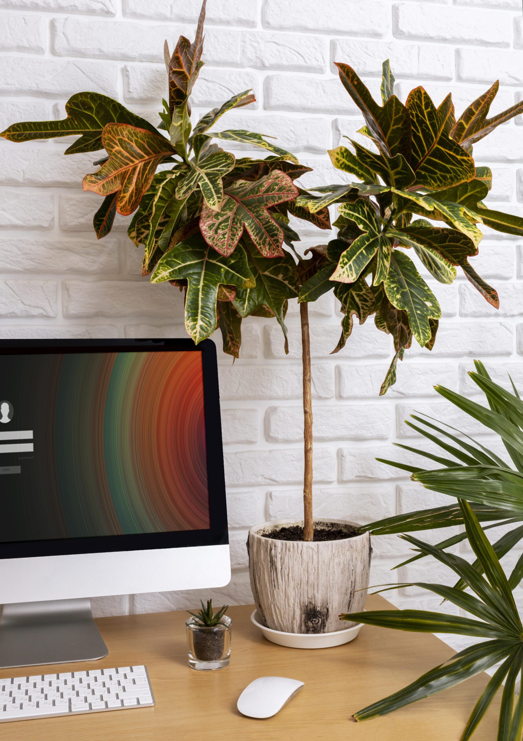 benefits-low-light-houseplants-air-purifying-office