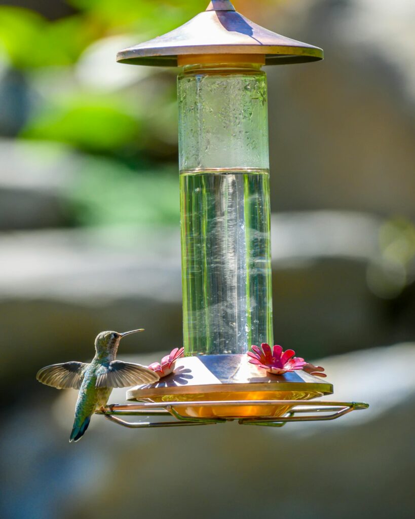 best hummingbird feeders