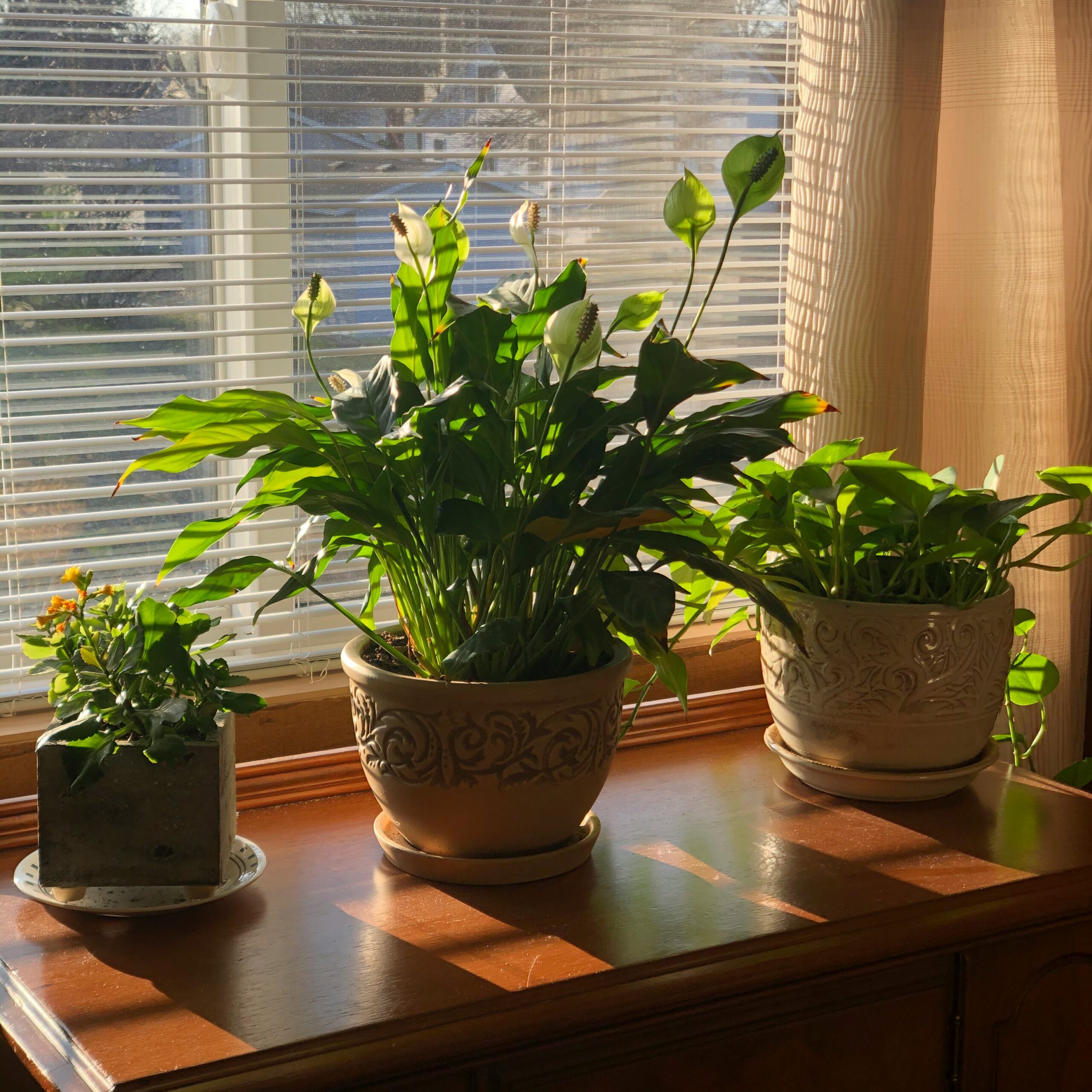 Top 10 Best Low-Light Indoor Plants for Beginners