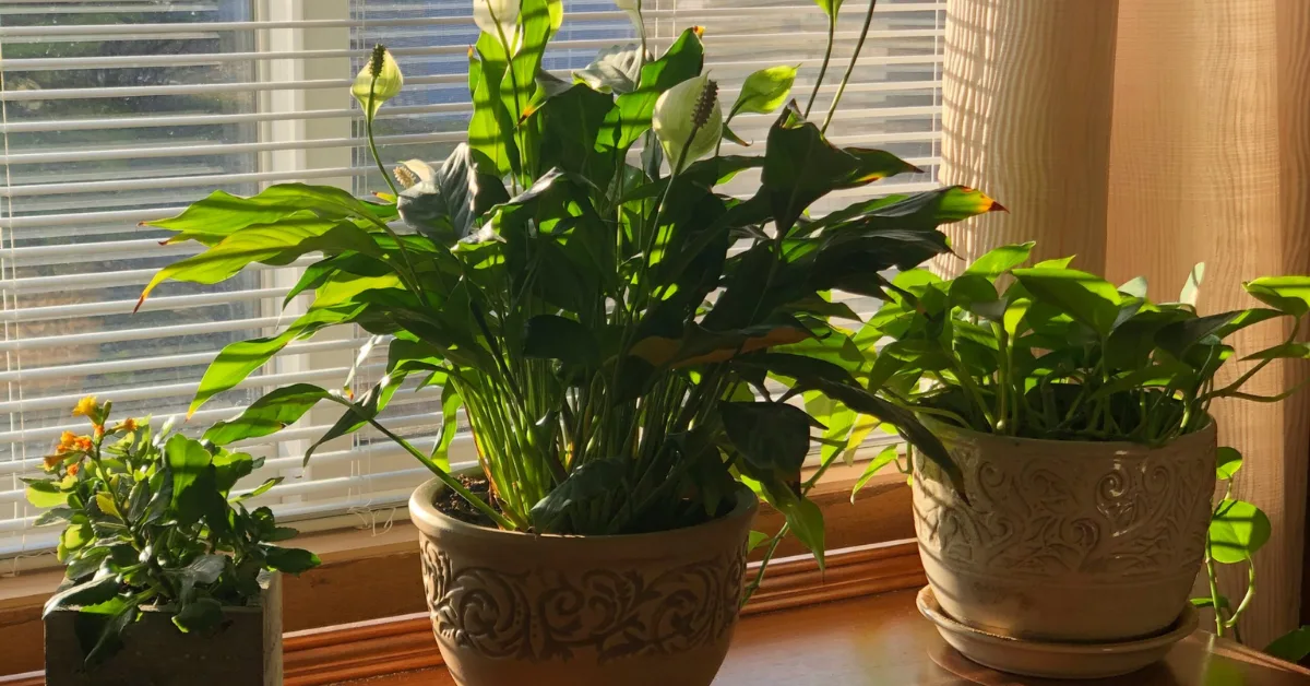 Top 10 Best Low-Light Indoor Plants for Beginners