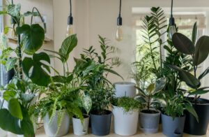 best-plants-indoor-low-light