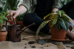 caring-low-light-indoor-plants-watering