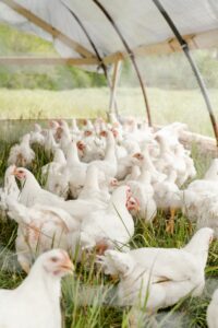 chicken-coop-rain-sun-protection