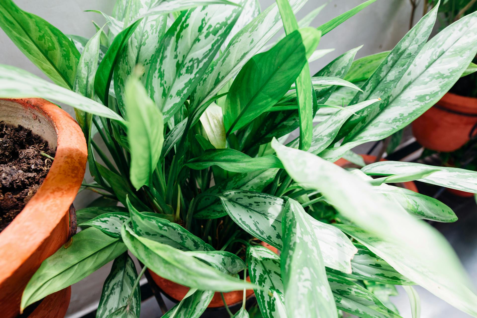 chinese-evergreen-aglaonema-low-light-colorful-leaves