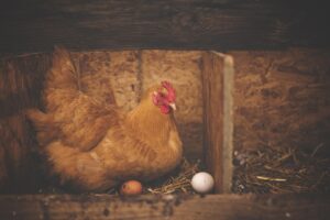 comfortable-chicken-nest-boxes-design