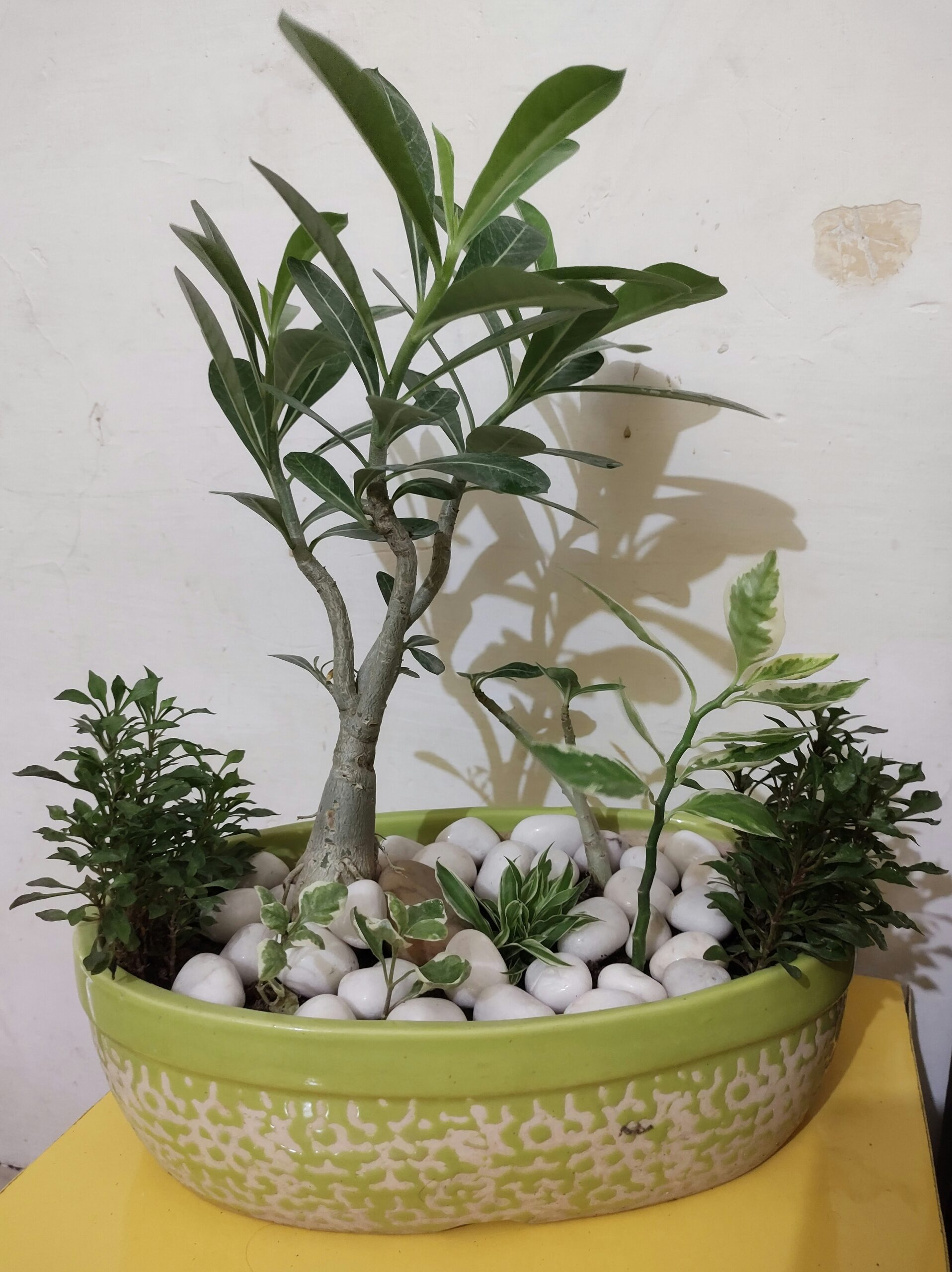 creative-arrangements-indoor-shade-plants