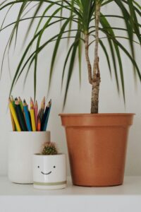 dracaena-striped-leaves-low-light-floor-plant