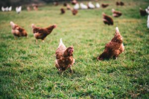 free-range-backyard-chickens-benefits