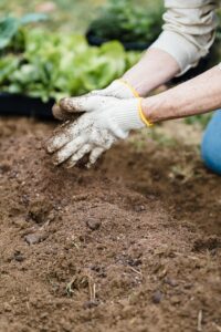 gardener-sowing-winter-wheat-backyard-sustainability