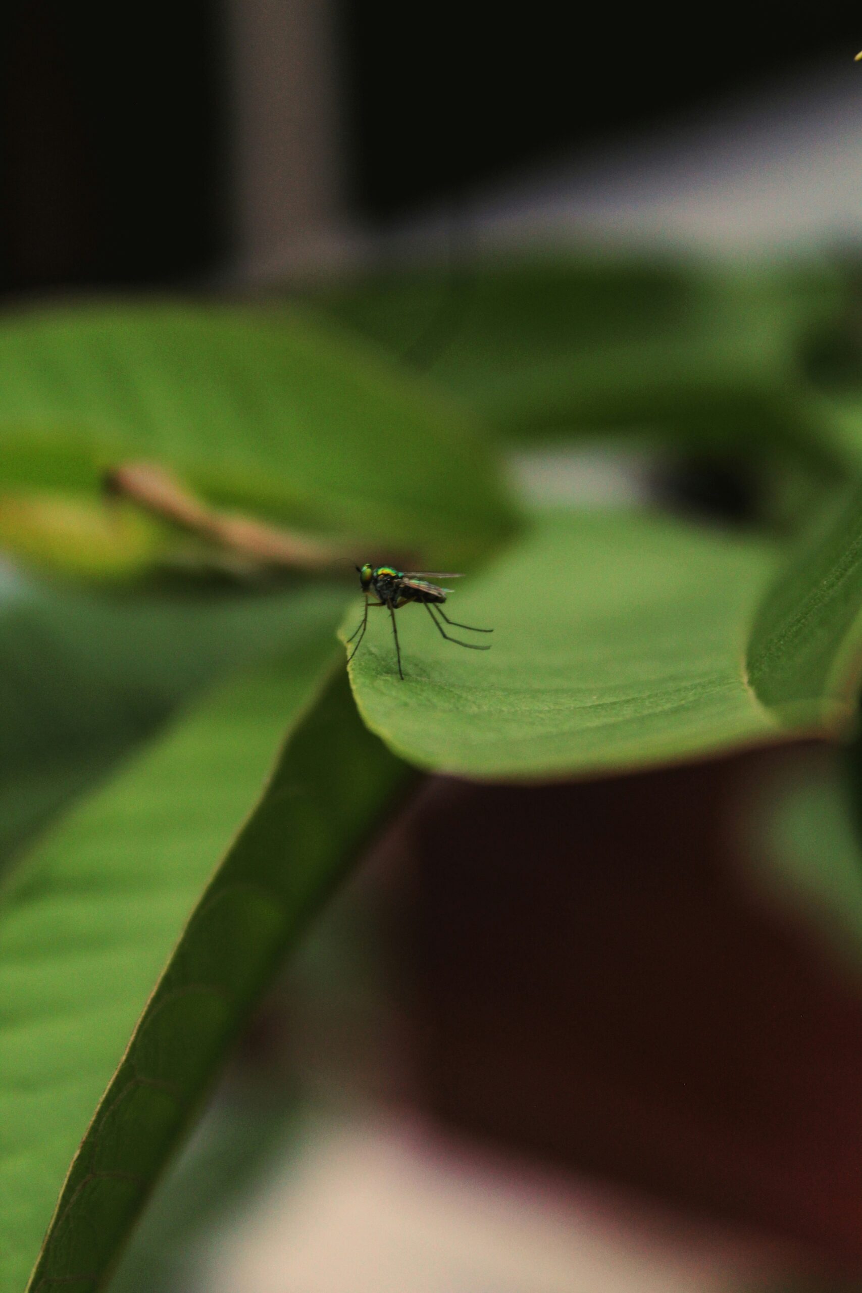 gnat-on-houseplant-leaf-identify-infestation