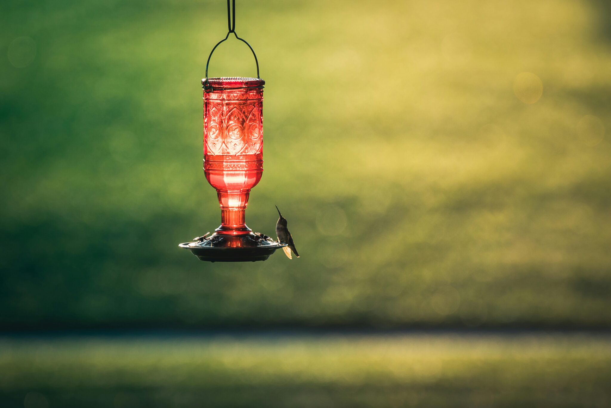 Attracting Hummingbirds: Feeder Placement Strategies