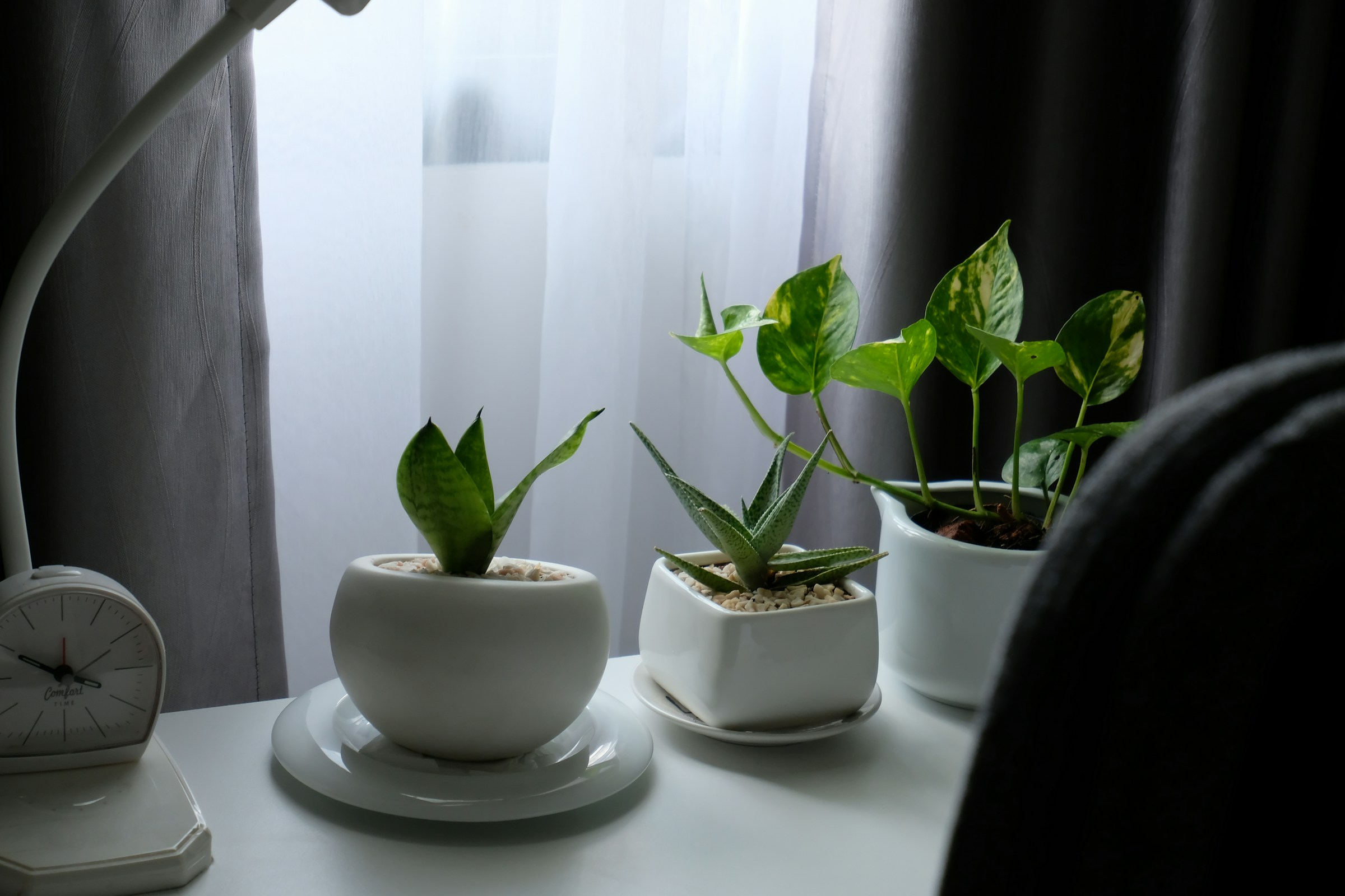 happy home with healthy houseplants low light
