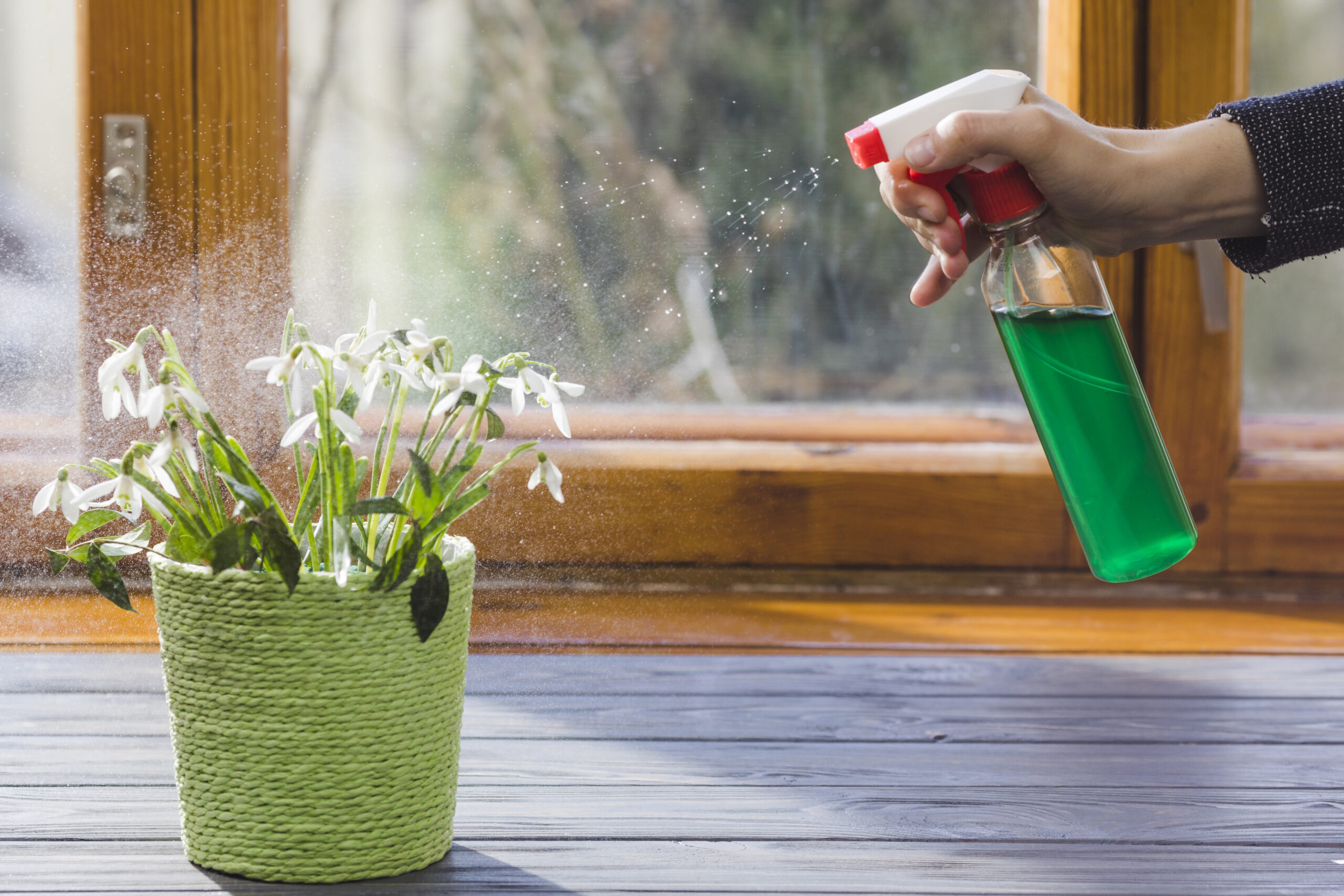 10 Natural Remedies for Gnat Infestation