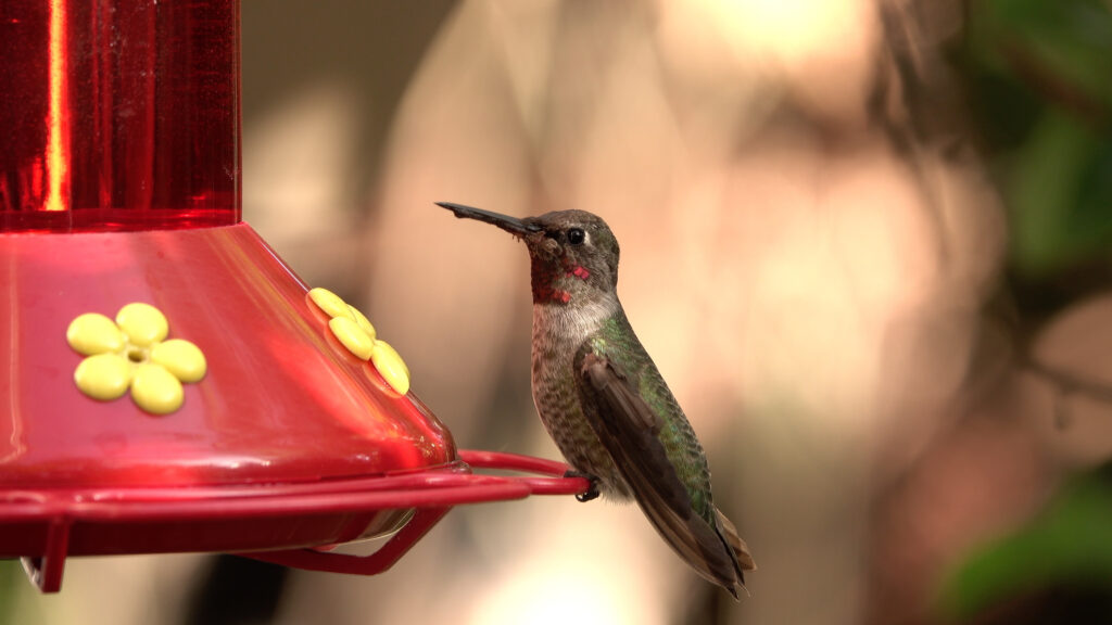 hummingbird at feeder in garden