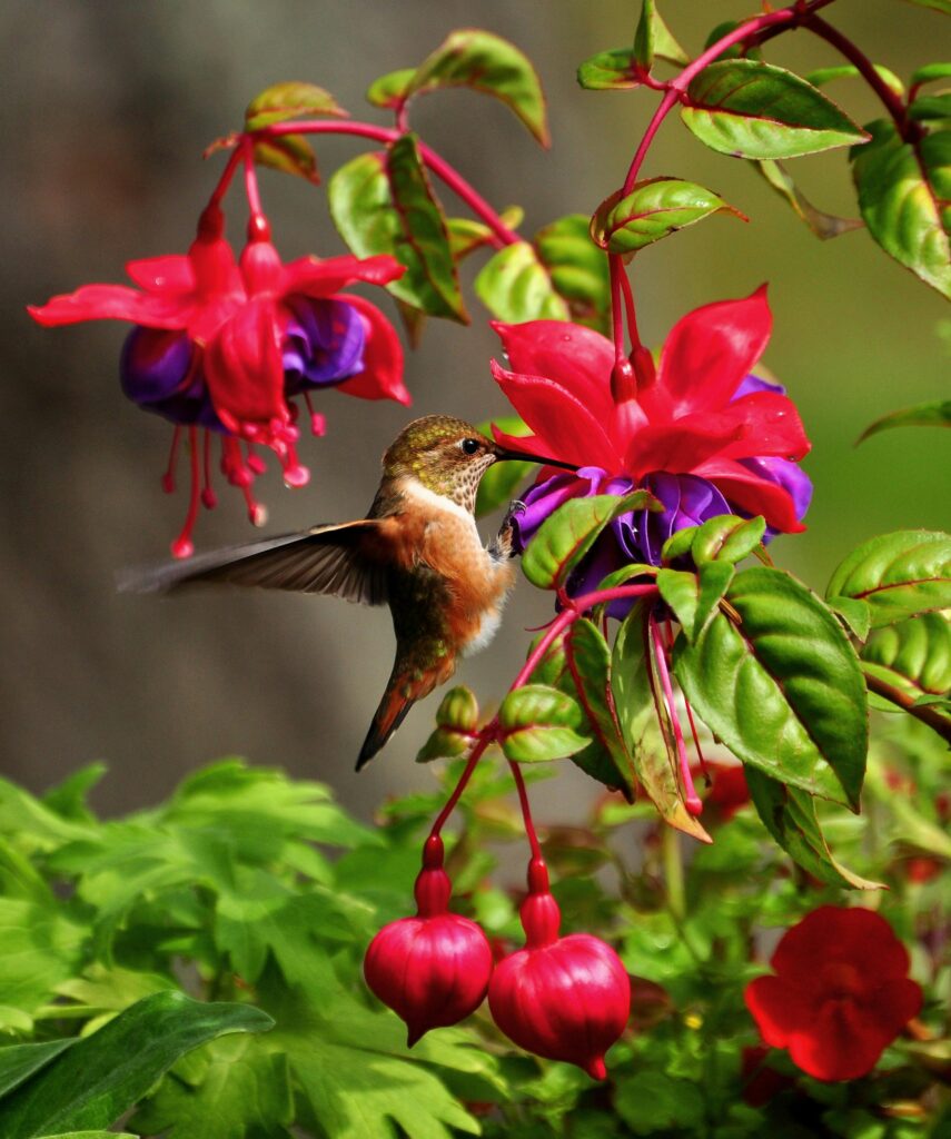 hummingbird-feeder-near-flowers