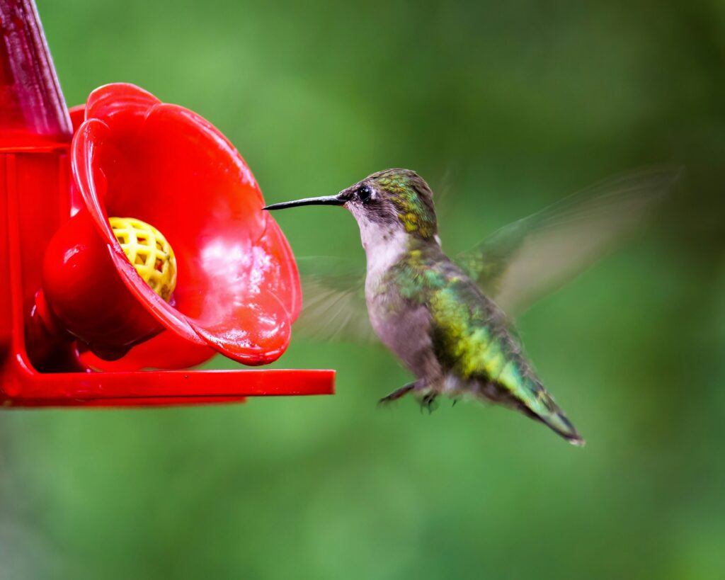 hummingbird-feeder-placement-comparison