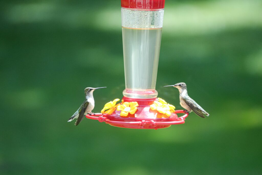 hummingbird-feeder-placement-importance