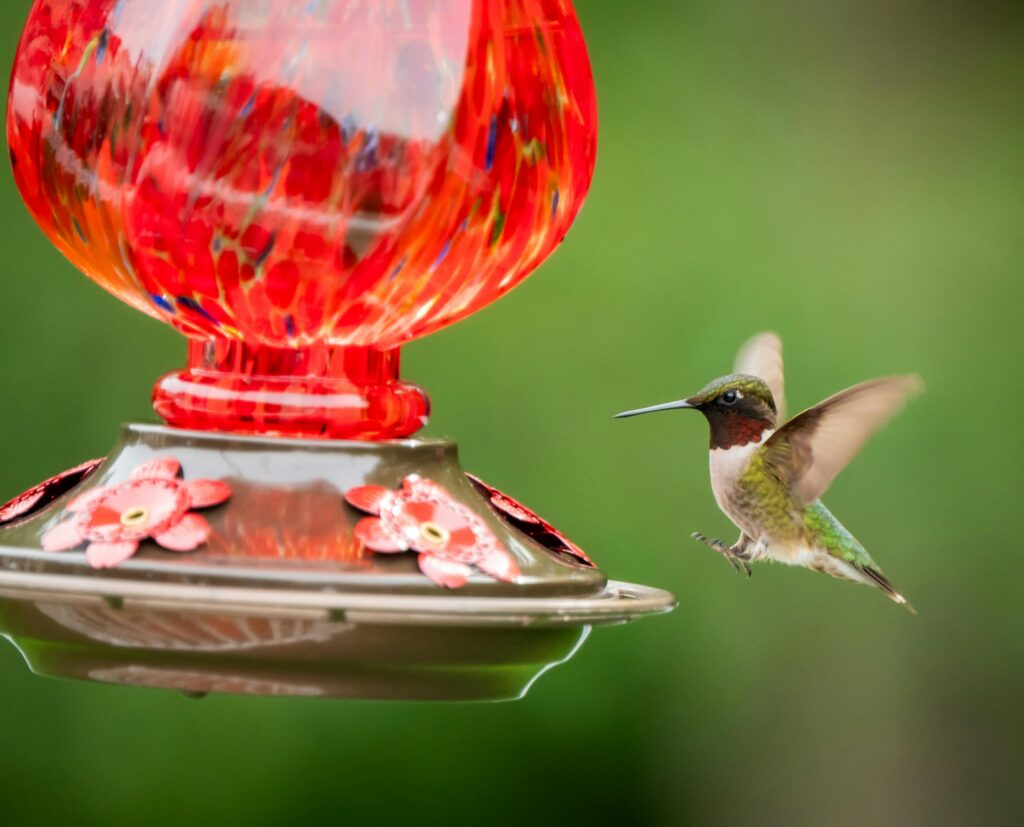 hummingbird-feeder-safe-from-predators