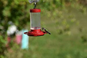 hummingbird-feeder-sunlight-shade-effects