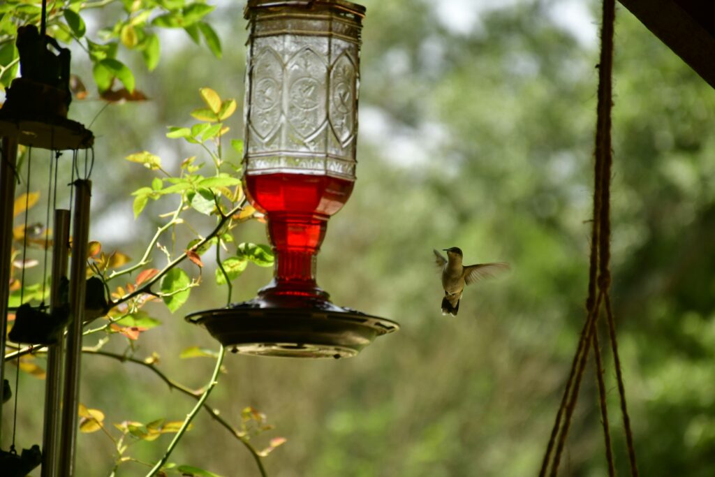 hummingbird-feeder-window-viewing