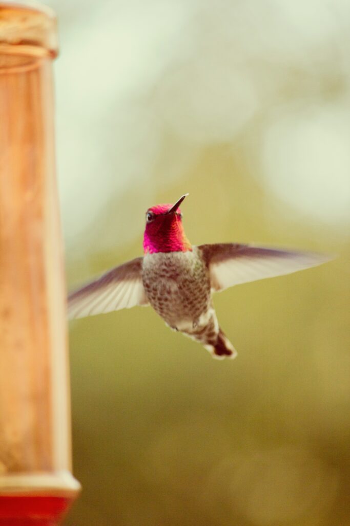 ideal-hummingbird-feeder-locations