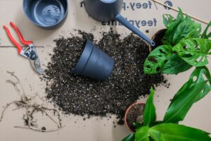 ideal-soil-conditions-houseplants