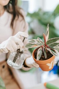 indoor-plant-nutrient-requirements-fertilizer