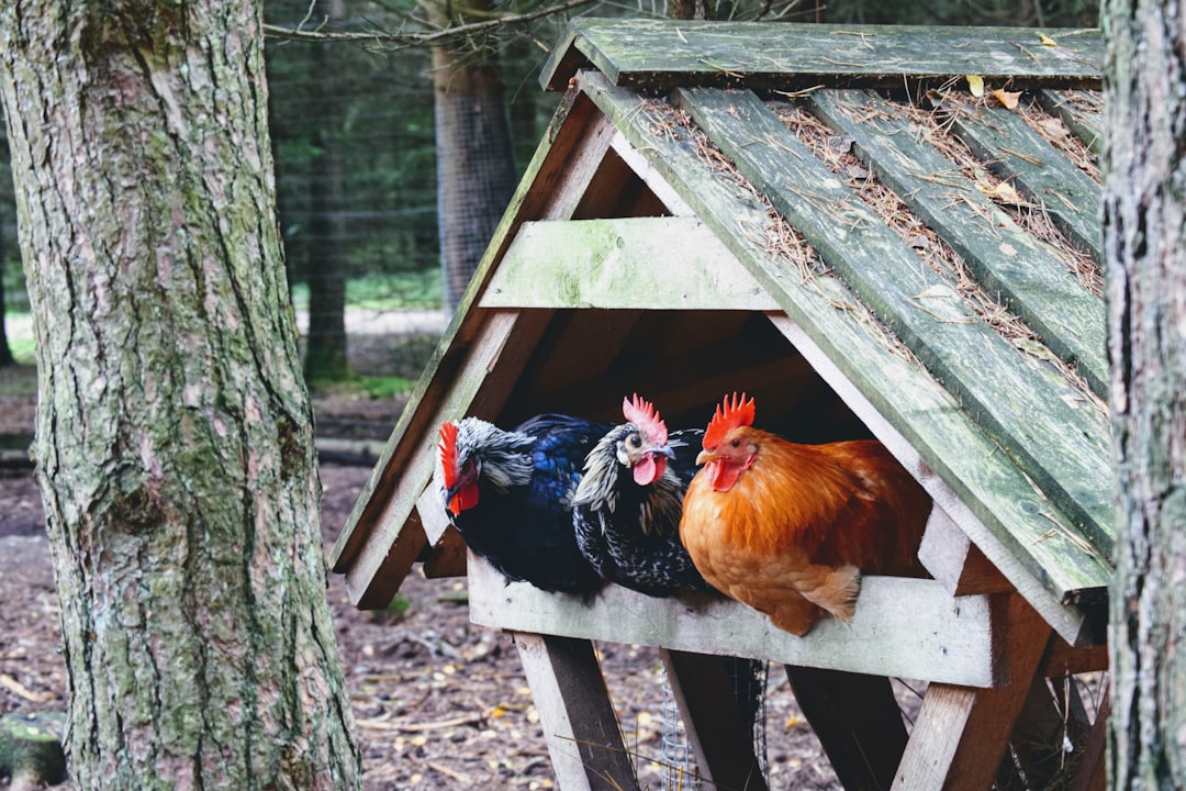 10 Essential Features Your Chicken Coop Must Have