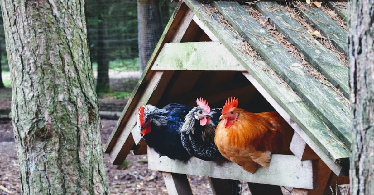 10 Essential Features Your Chicken Coop Must Have