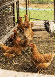 locking-mechanism-chicken-coop-security