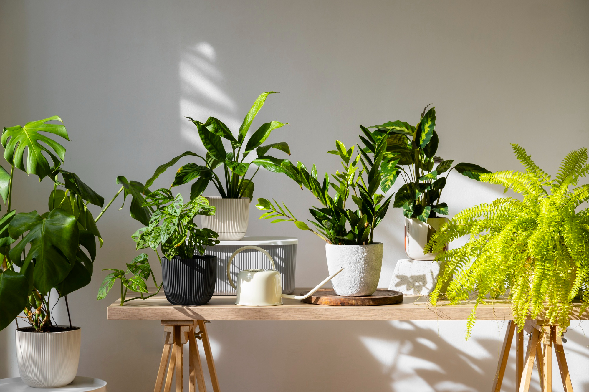 low light indoor plants living room apartmen