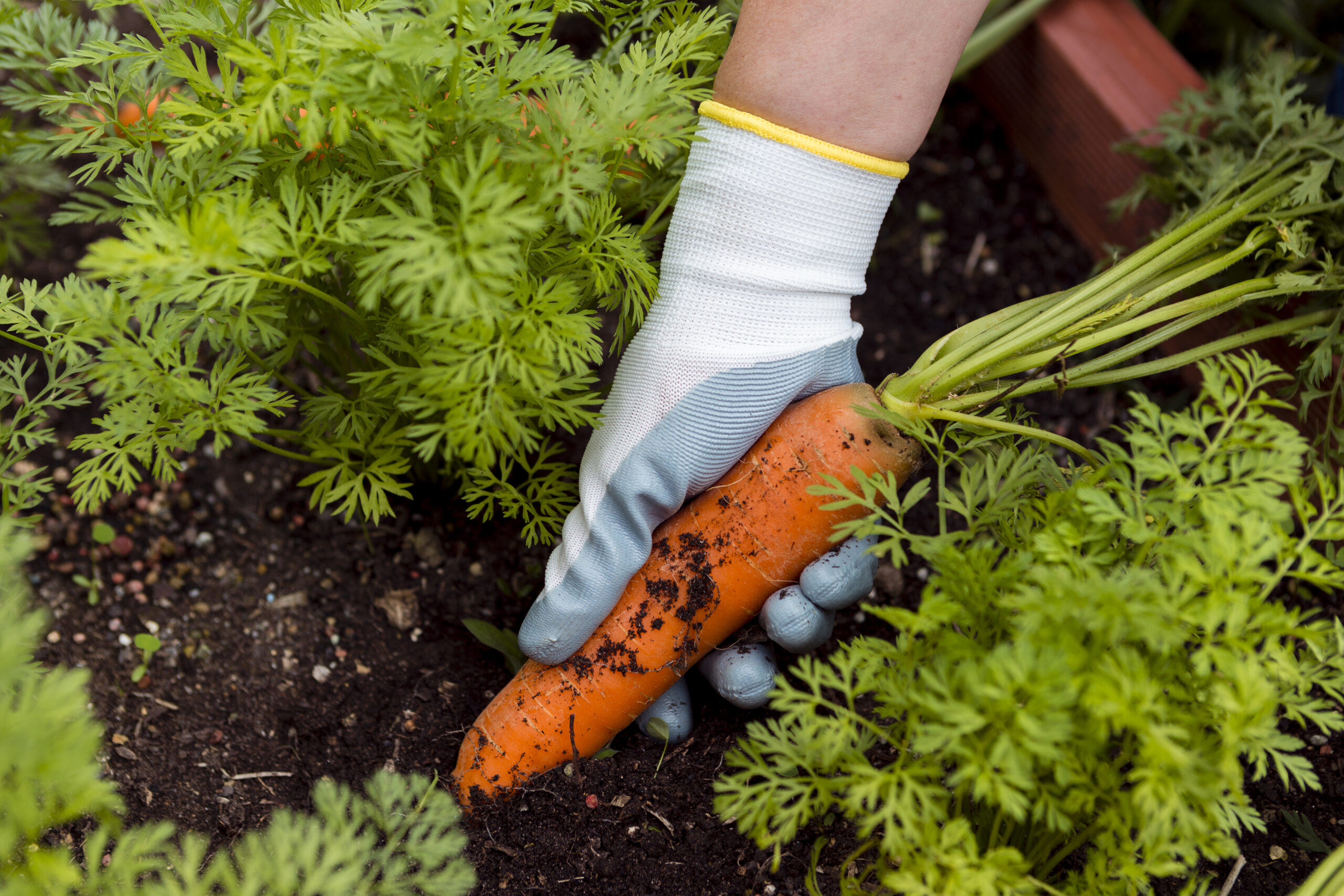 organic-gardening-tips-hands-sowing-compost