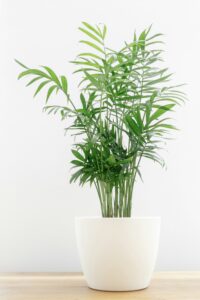 parlor-palm-chamaedorea-elegans-low-light-indoor