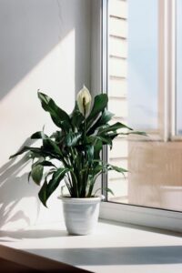 peace-lily-flower-blooming-low-light
