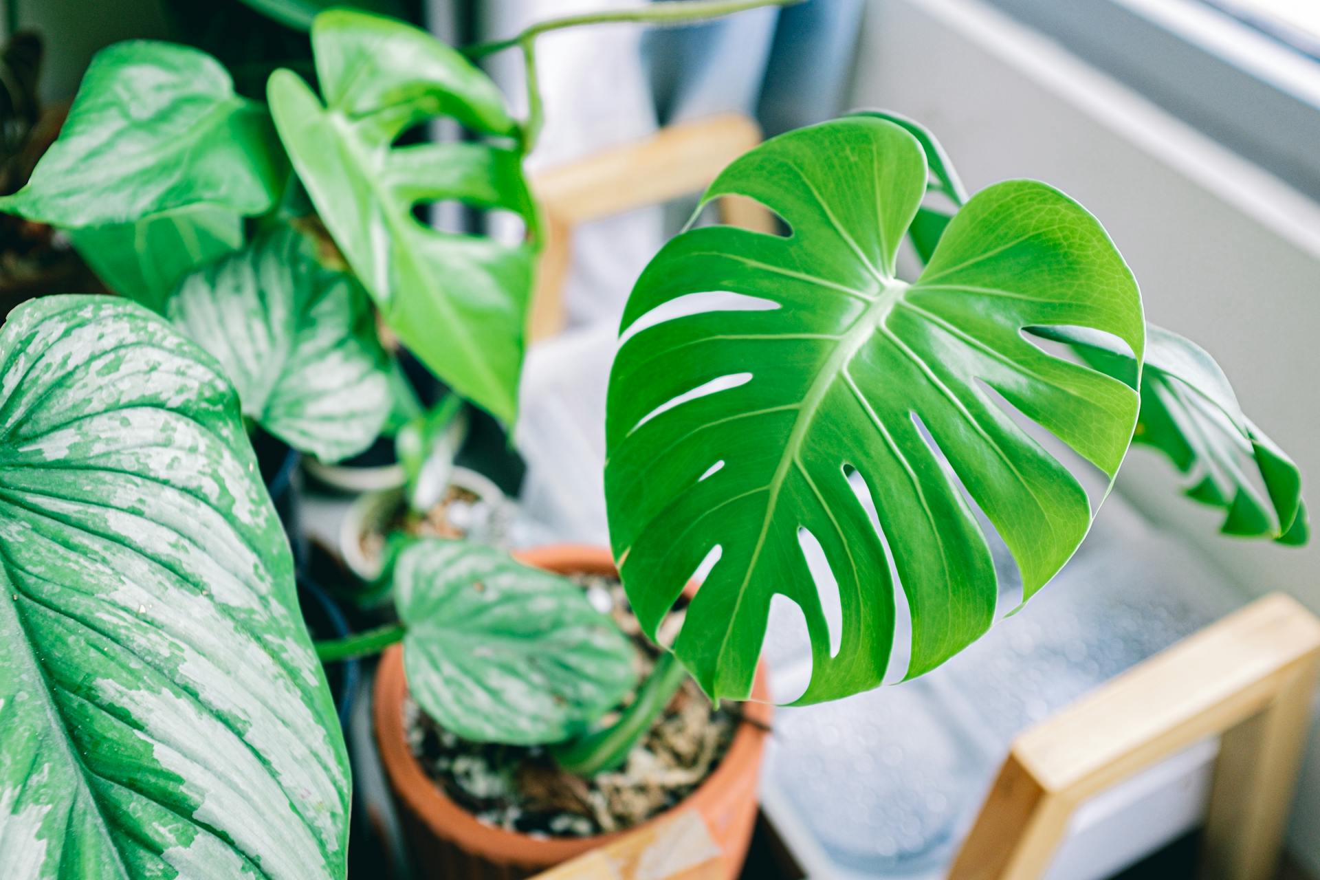 philodendron-heart-leaf-low-light-houseplant