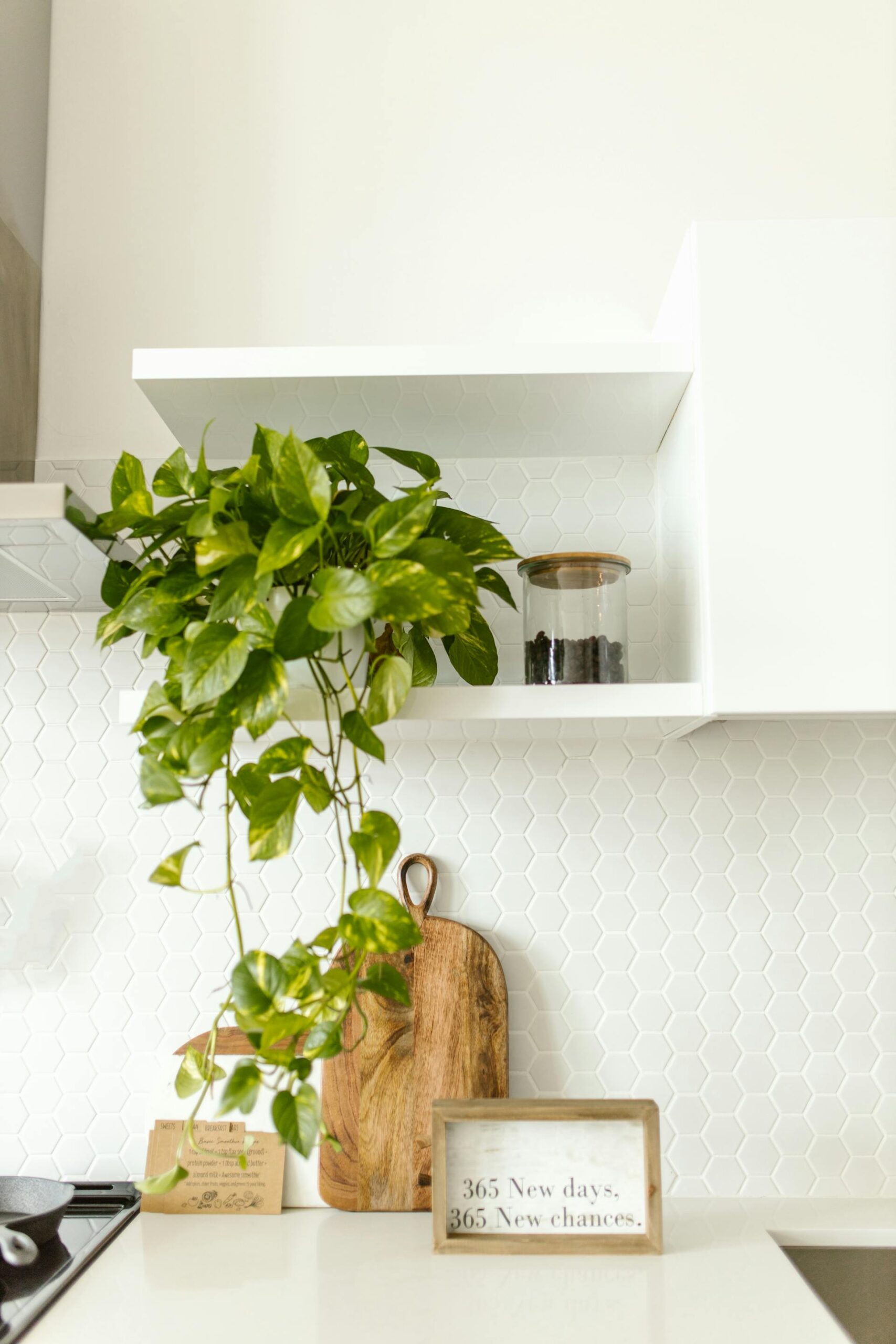 pothos-houseplant