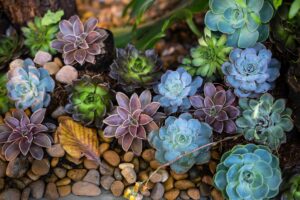 rock garden